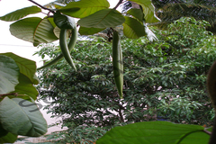 Chonemorpha fragrans